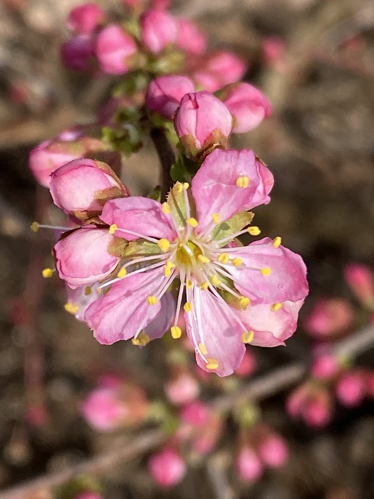 Afghan bush cherry Prunus jacquemontii gomosh2 Flickr