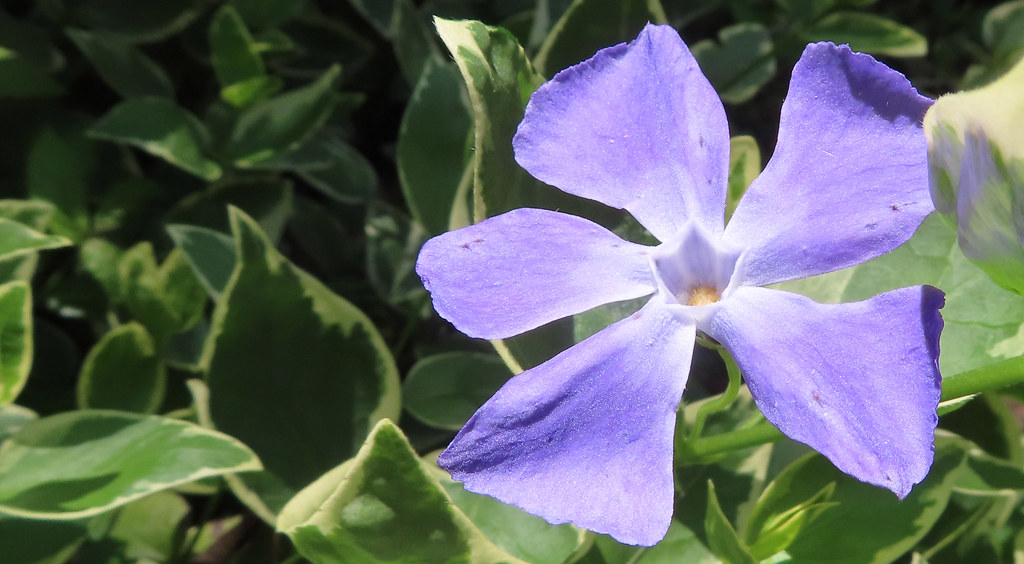 Vinca, periwinkle Vinca, common name periwinkle. This is f… Flickr