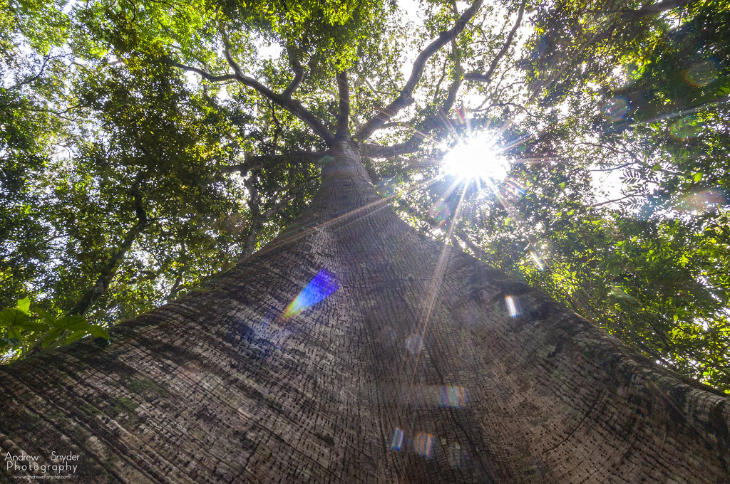 Silk Cotton tree The silk cotton, or ceiba tree, is one of… Flickr
