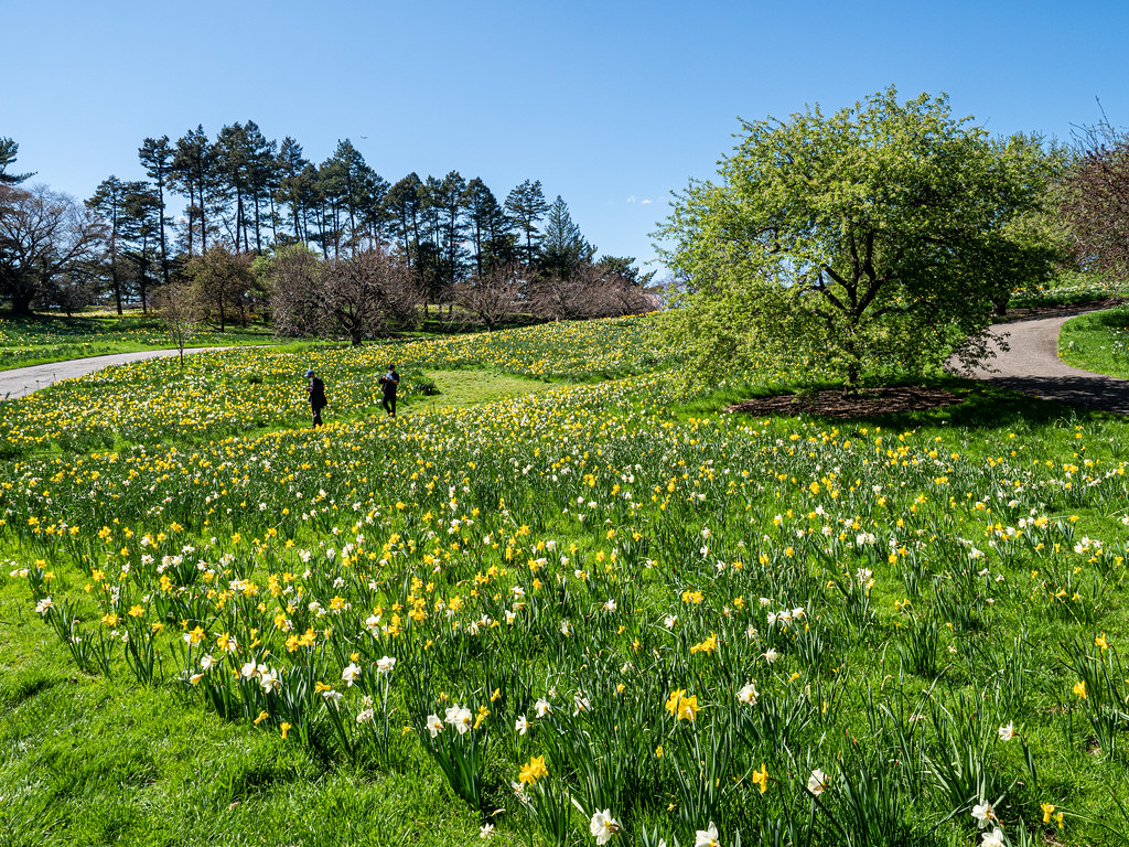 Daffodil Hill NYBG Gerald McGee Flickr