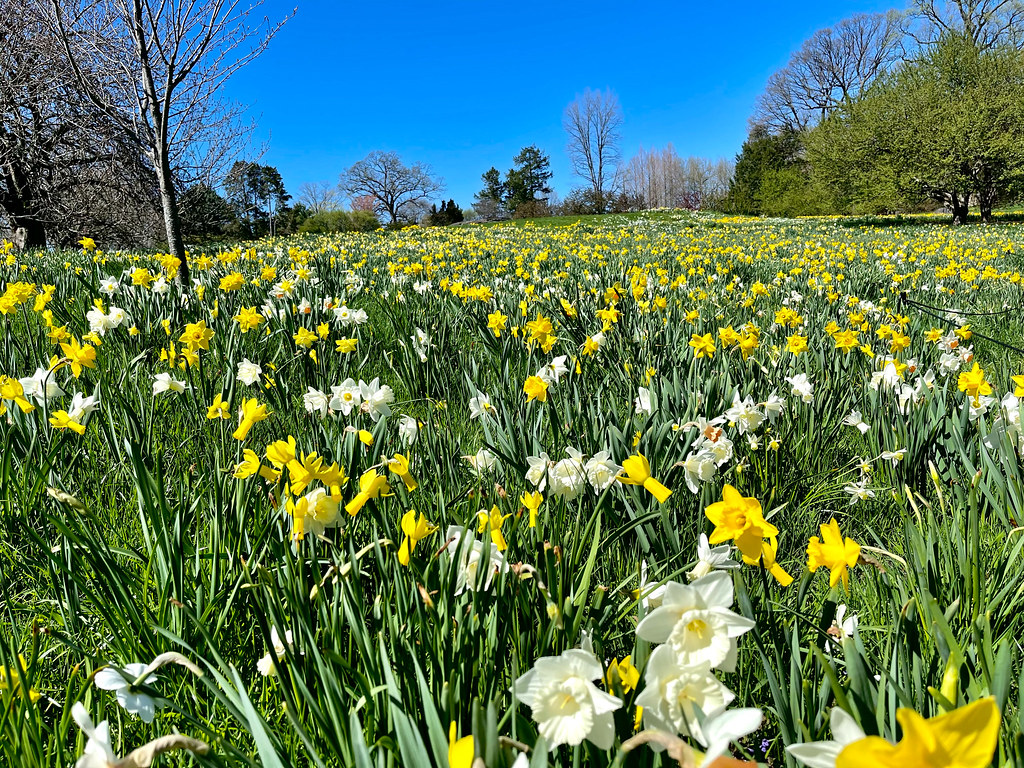 Daffodil Hill NYBG Gerald McGee Flickr