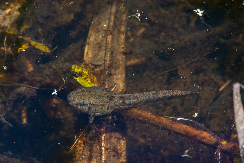 Bronze Frog tadpole Bronze Frog (Lithobates clamitans clam… Flickr