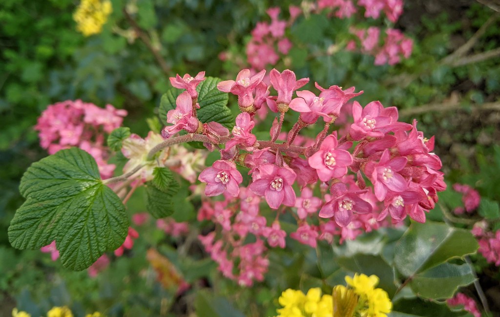 Red flowering currant Oregon native shrub Jonathan Lidbeck Flickr