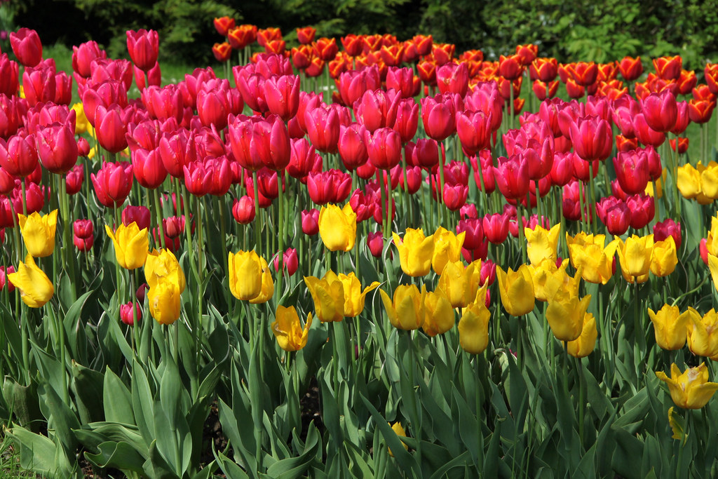 Tulip Festival The annual Fête de la Tulipe in Flickr