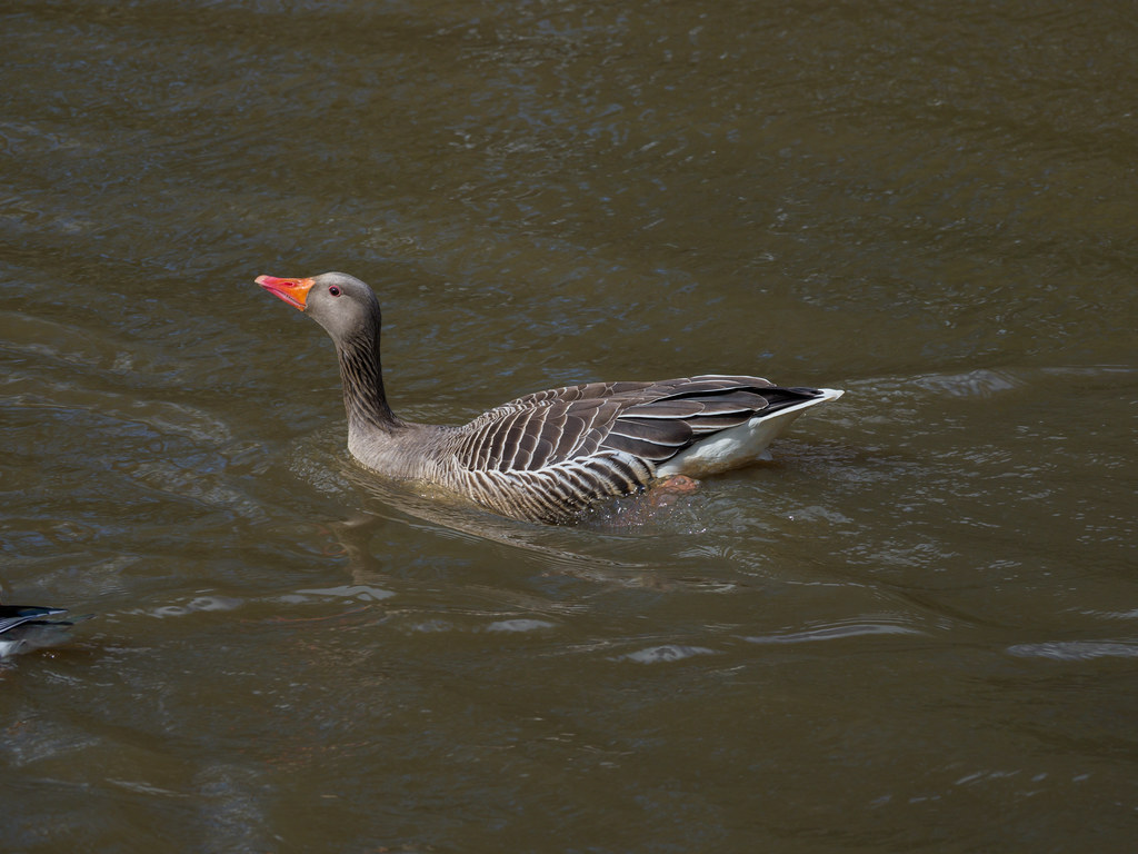 Greylag Goose Savernake Lake, Harmans Water, Bracknell, 15… Brett
