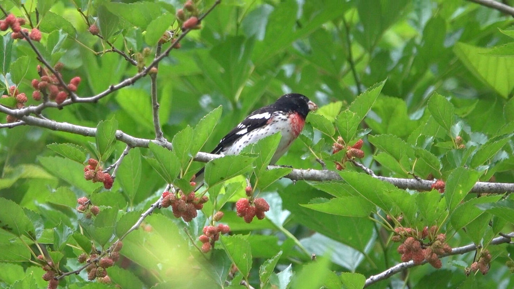 Redbreasted Grosbeak Smith Oaks HI TX2021041623… Flickr