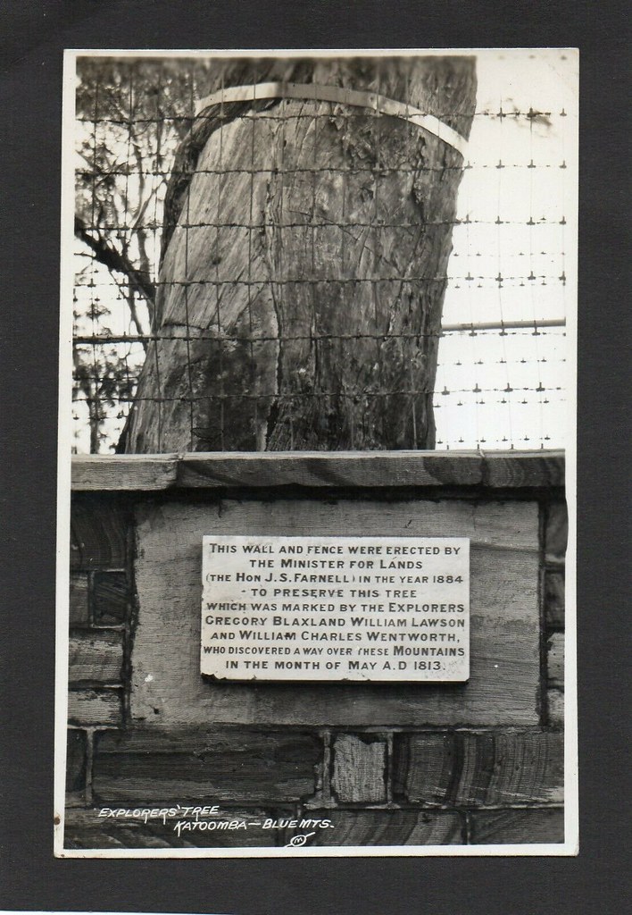 All sizes Explorers' Tree at Katoomba in the Blue Mountains, N.S.W