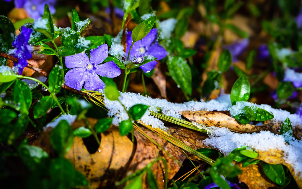 Spring Flowers West Sand Lake, New York Ryan Grennan Flickr