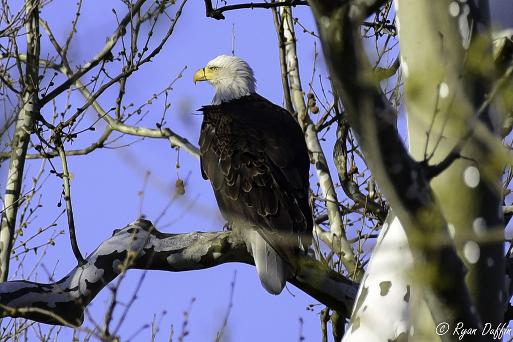 Greenfield Eagles Bald Eagle. Greenfield, Indiana RJACBclan Flickr