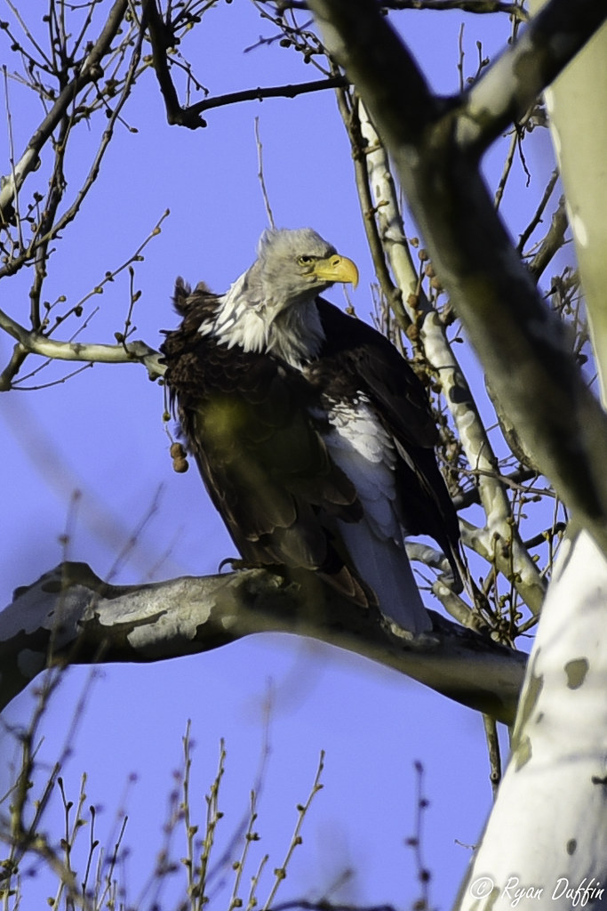 Greenfield Eagles (1 of 1)7 RJACBclan Flickr