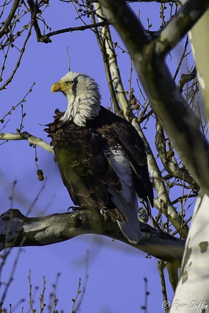 Greenfield Eagles (1 of 1)8 RJACBclan Flickr
