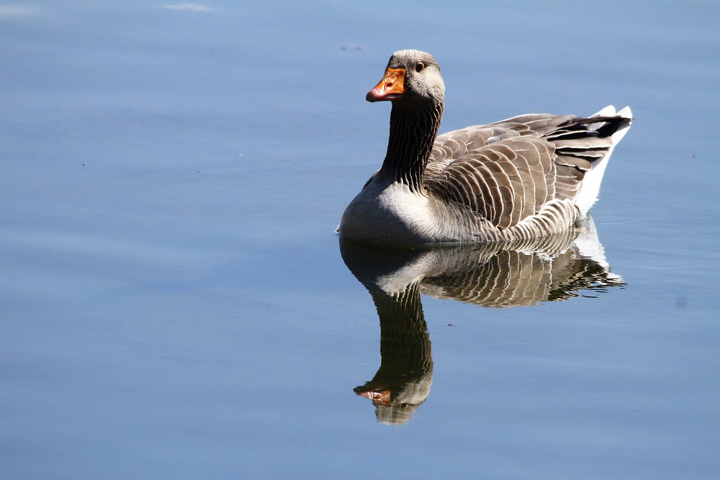 Greylag Goose Kirkby Gravel Pits 18 Apr 21 8lueskies Flickr