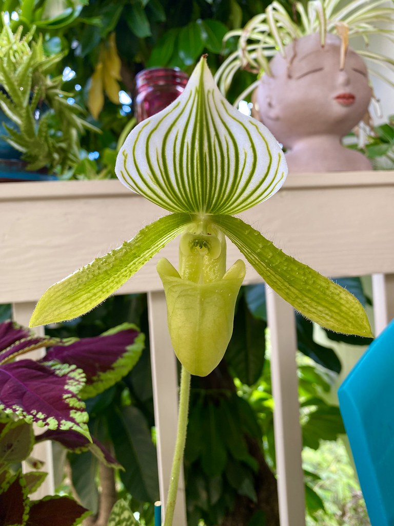 unique orchid It is like an orchid and a pitcher plant. Do… Flickr