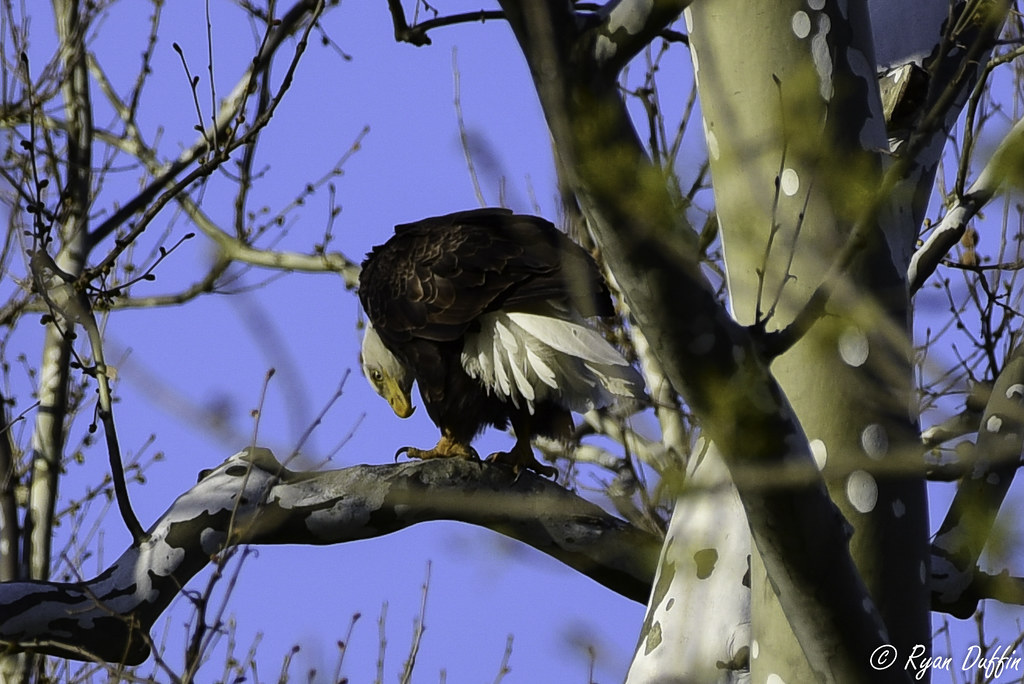 Greenfield Eagles (1 of 1)6 RJACBclan Flickr