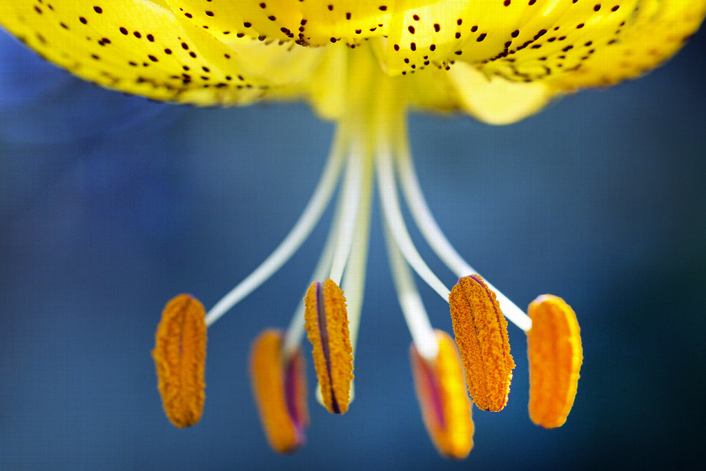 for its own joy “A flower blossoms for its own joy.” ― Osc… Flickr