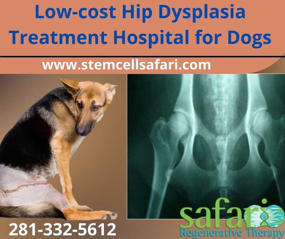 Lowcost Hip Dysplasia Treatment Hospital for Dogs in Leag… Flickr