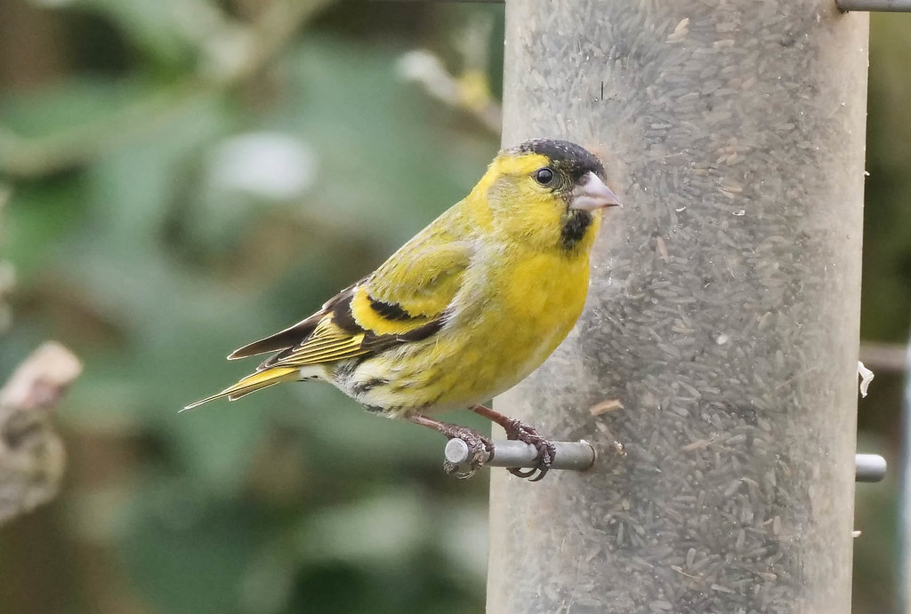 Siskin Male, Beach Rd, Preesall 18th April 2021 Paul Slade Flickr