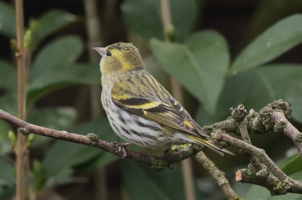 Siskin Female, Beach Rd, Preesall 18th April 2021 Paul Slade Flickr