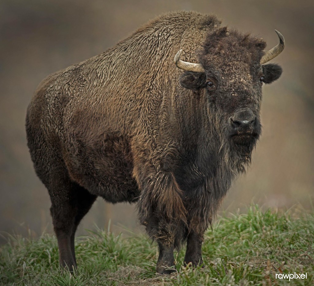 American Bison (2011) by Joe Alderman. Original from Smith… Flickr