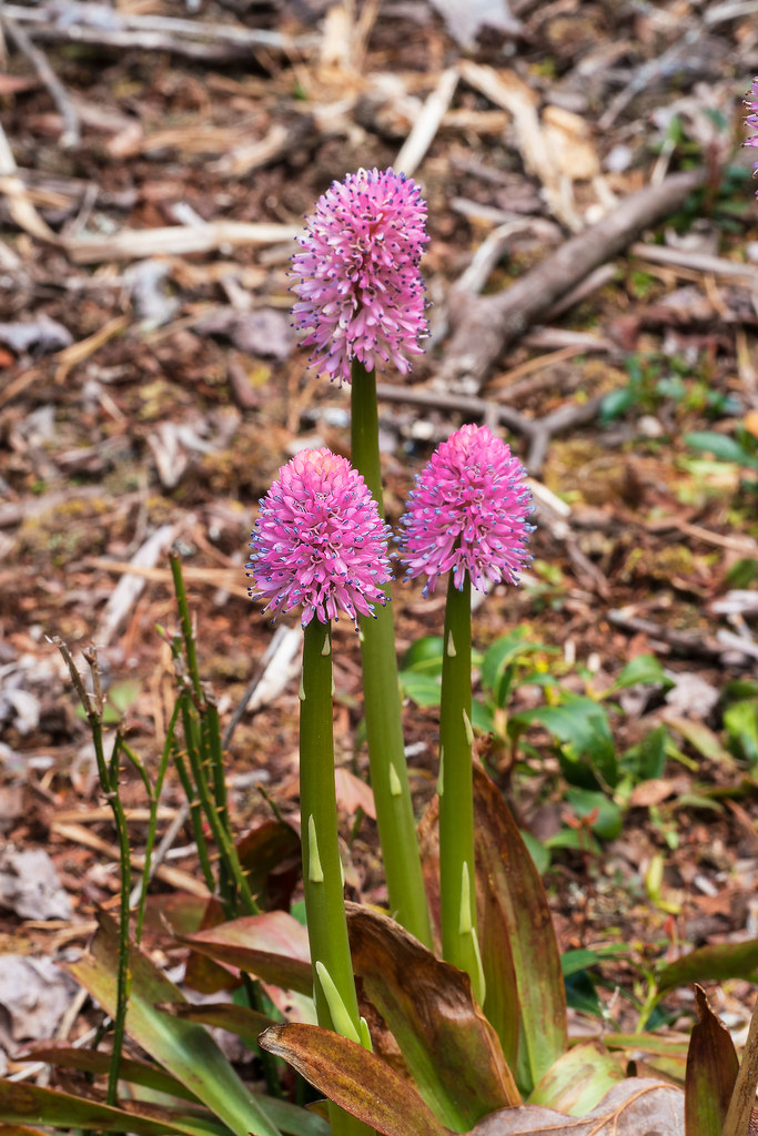 The rare Swamp Pink and a few other surprises 20210418 Jim Fowler