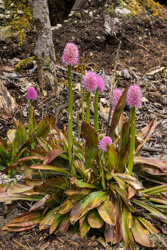 The rare Swamp Pink and a few other surprises 20210418 Jim Fowler