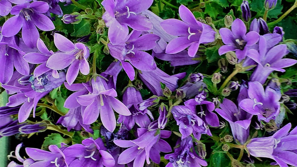 CAMPANULA FLOWERS In My Garden Tubs Today Trisha Gaskin Flickr