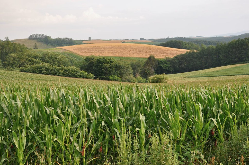 Cornfields in Hokkaido Japan Rick Wallace Flickr