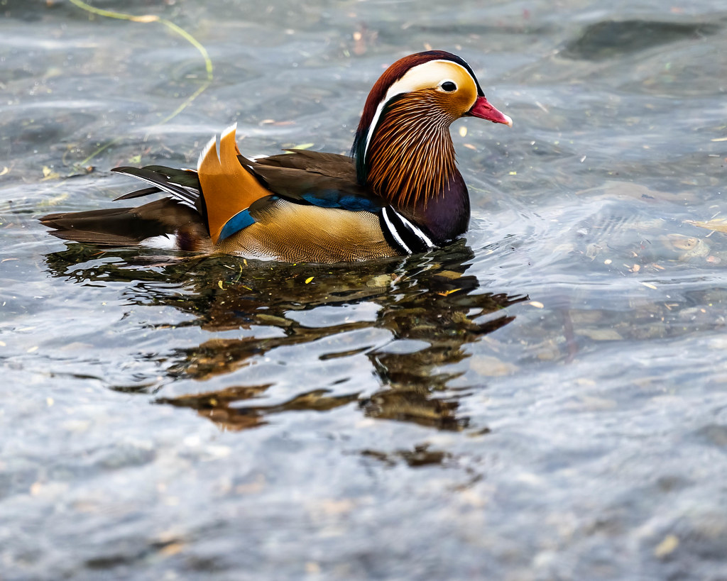 Mandarin Duck drake Kirkland, Washington USA Pierre Lauzon Flickr