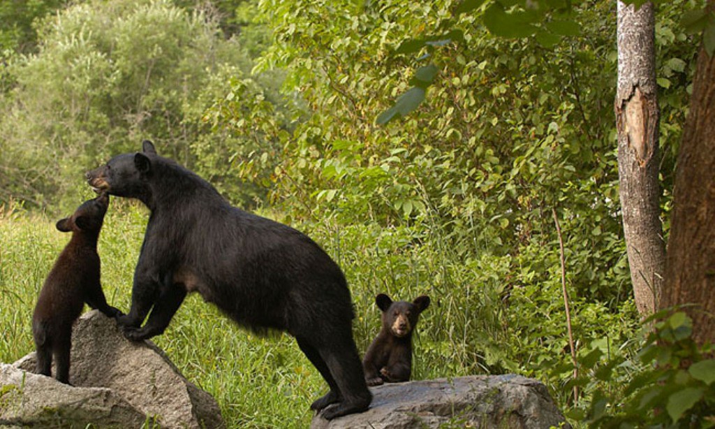 Best Shot97 At VSWS near Orr, MN Max Dementev Flickr