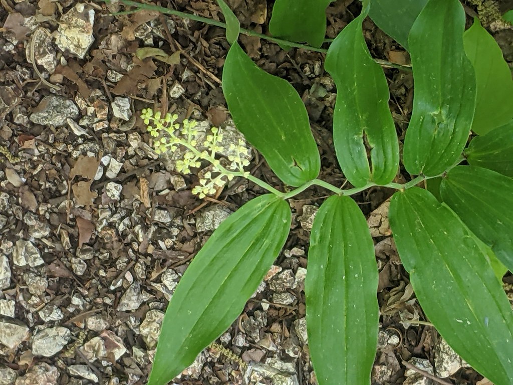 Maianthemum racemosum, Elsie A. Holmes Nature Park, Catoosa County