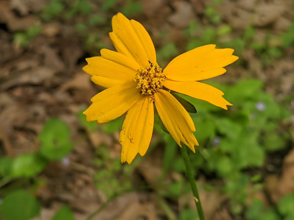 2021/04/18 Elsie A. Holmes Nature Park Flickr