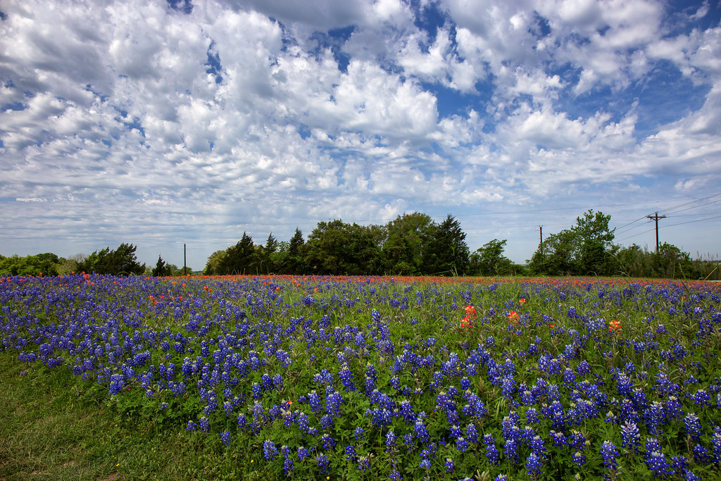 Springtime Tranquility Shot taken near Brenham, Texas Flickr