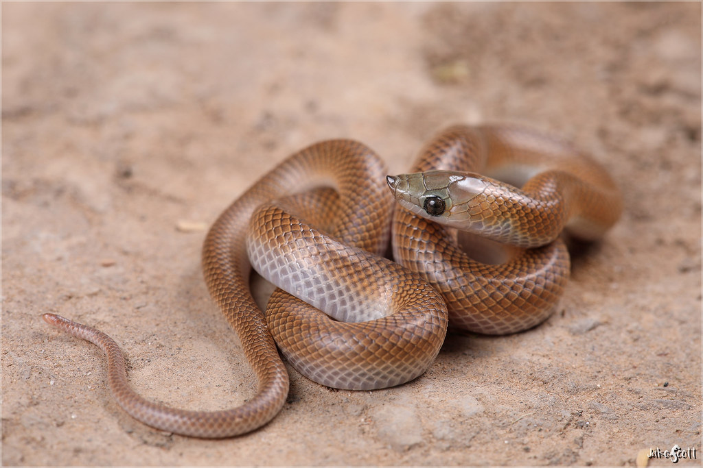 Chaco Miner Snake aka Banded Pampas Snake (Phimophis vitta… Flickr
