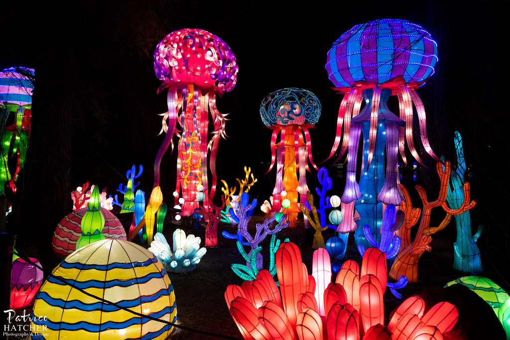 _PH35900 Asian Lantern Spectacular Roger Williams Zoom Patrice Hatcher Flickr