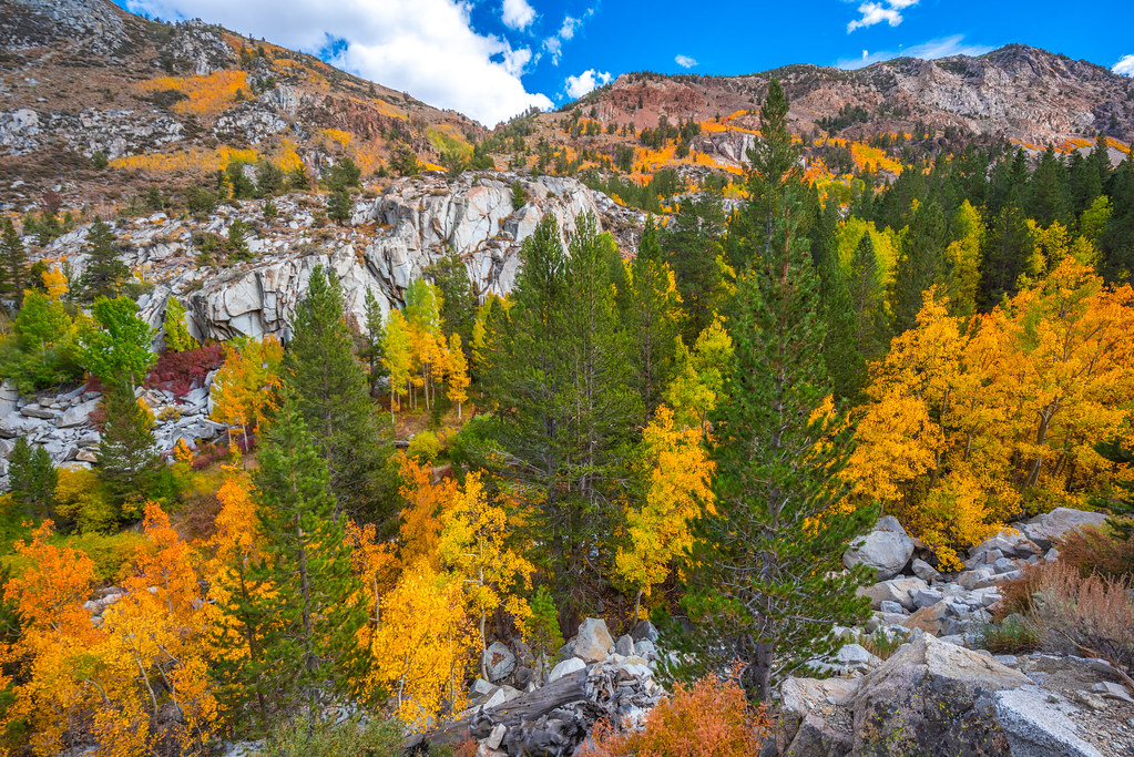 California Fall Colors Red Yellow Orange Aspen Leaves! Eastern Sierra Fall Foliage Fine Art
