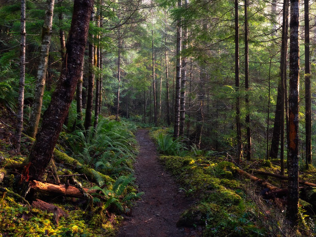 Forest Path Lower Big Quilcene trail on a winter afternoon… Matthew Lewis Flickr