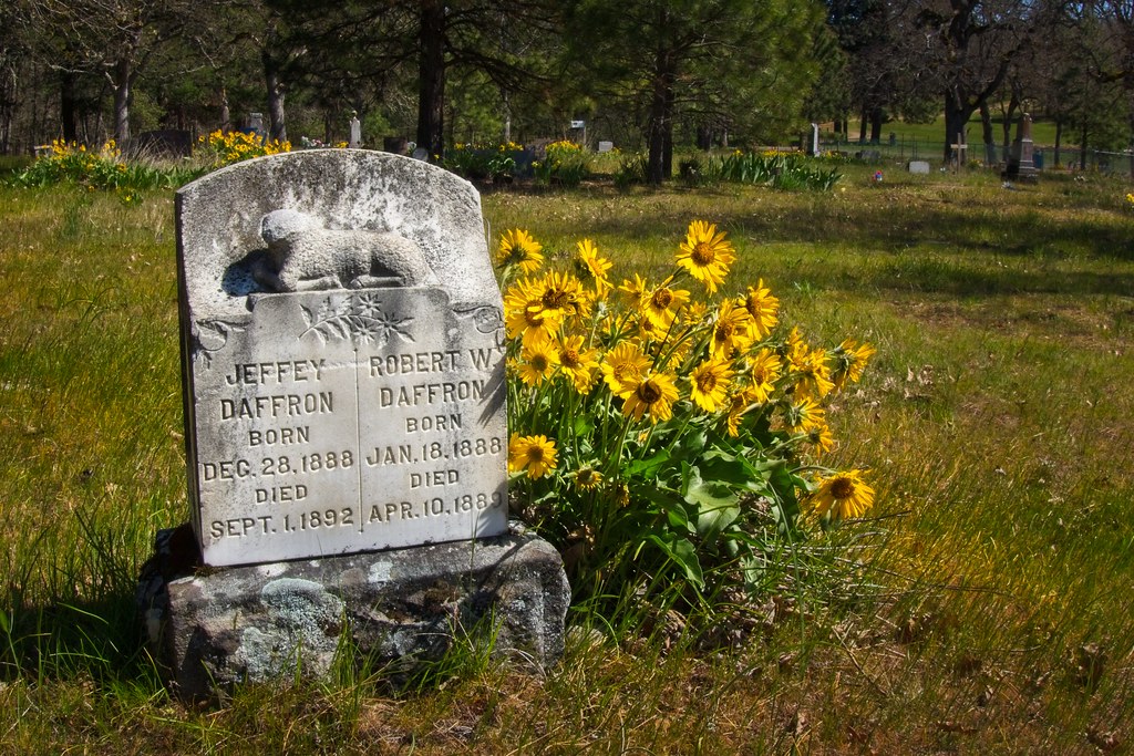 Pioneer Grave Wildflowers 4057 A Balsamroot wildflowers an… Flickr