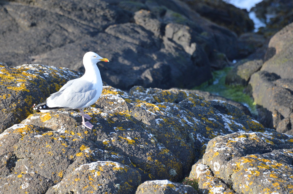 Seagull Ramore Head, Portrush David Bingham Flickr