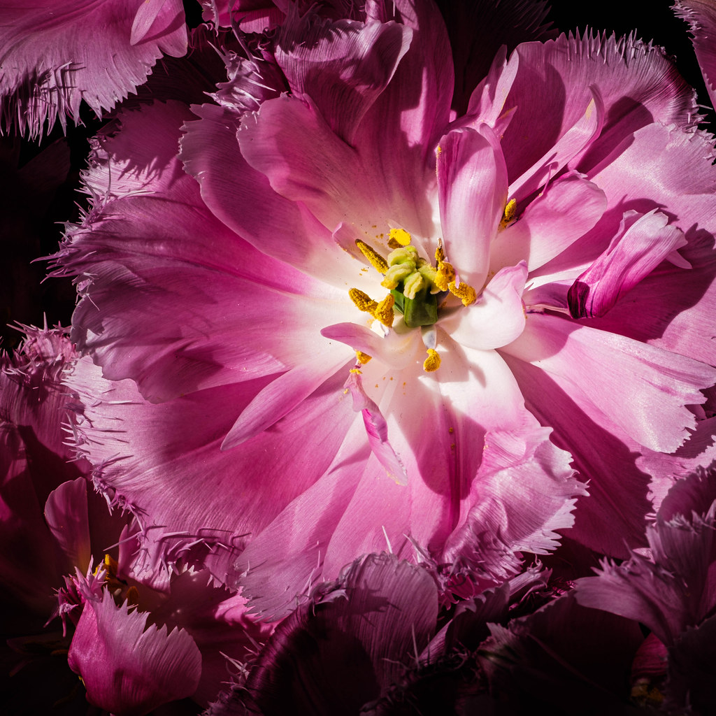 Flower Power Spring is in the air. André MeyerVitali Flickr