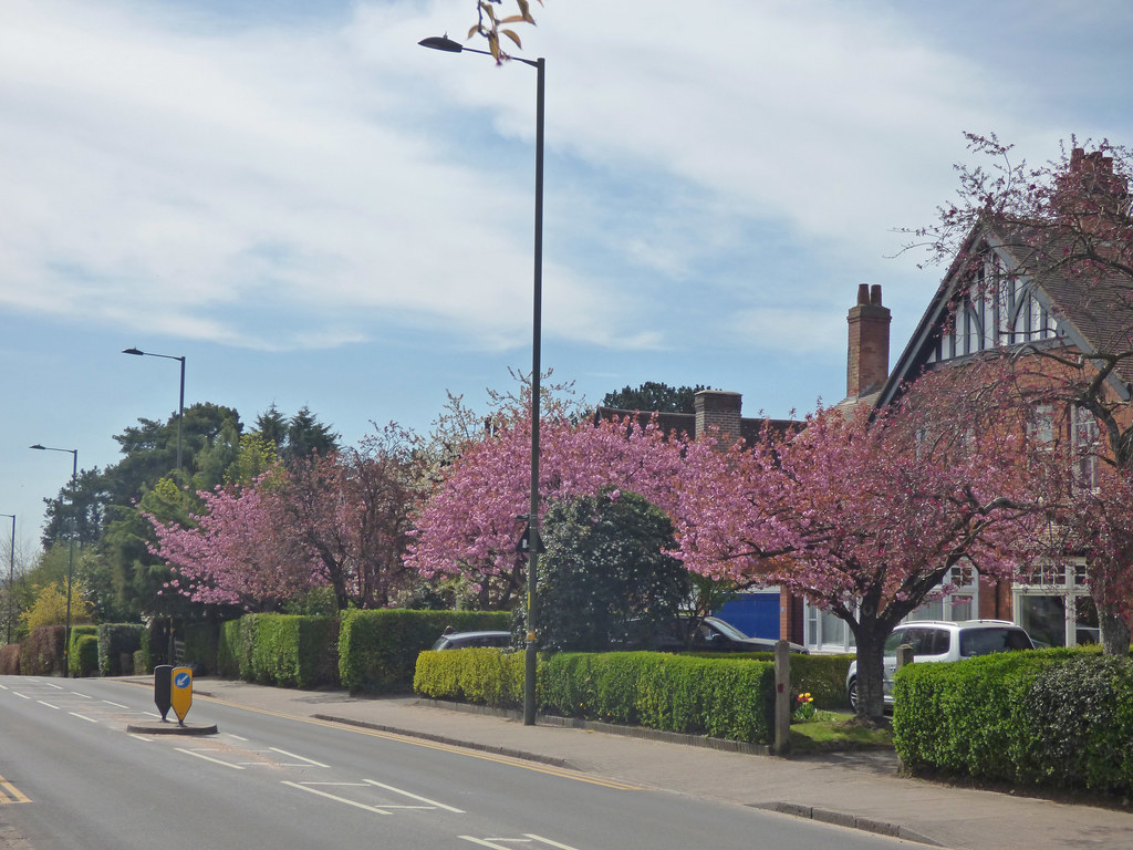 Blossom trees on Linden Road, Bournville A Bournville walk… Flickr