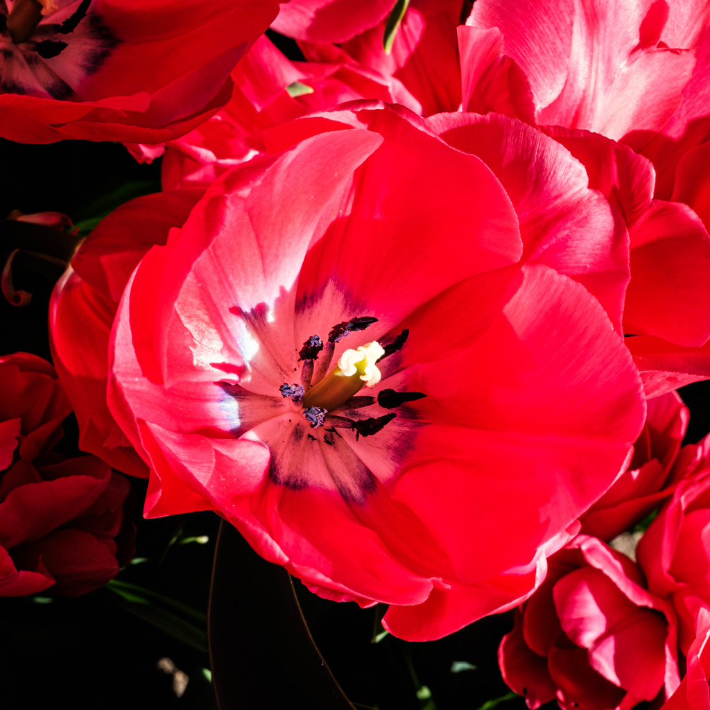 Flower Power Spring is in the air. André MeyerVitali Flickr