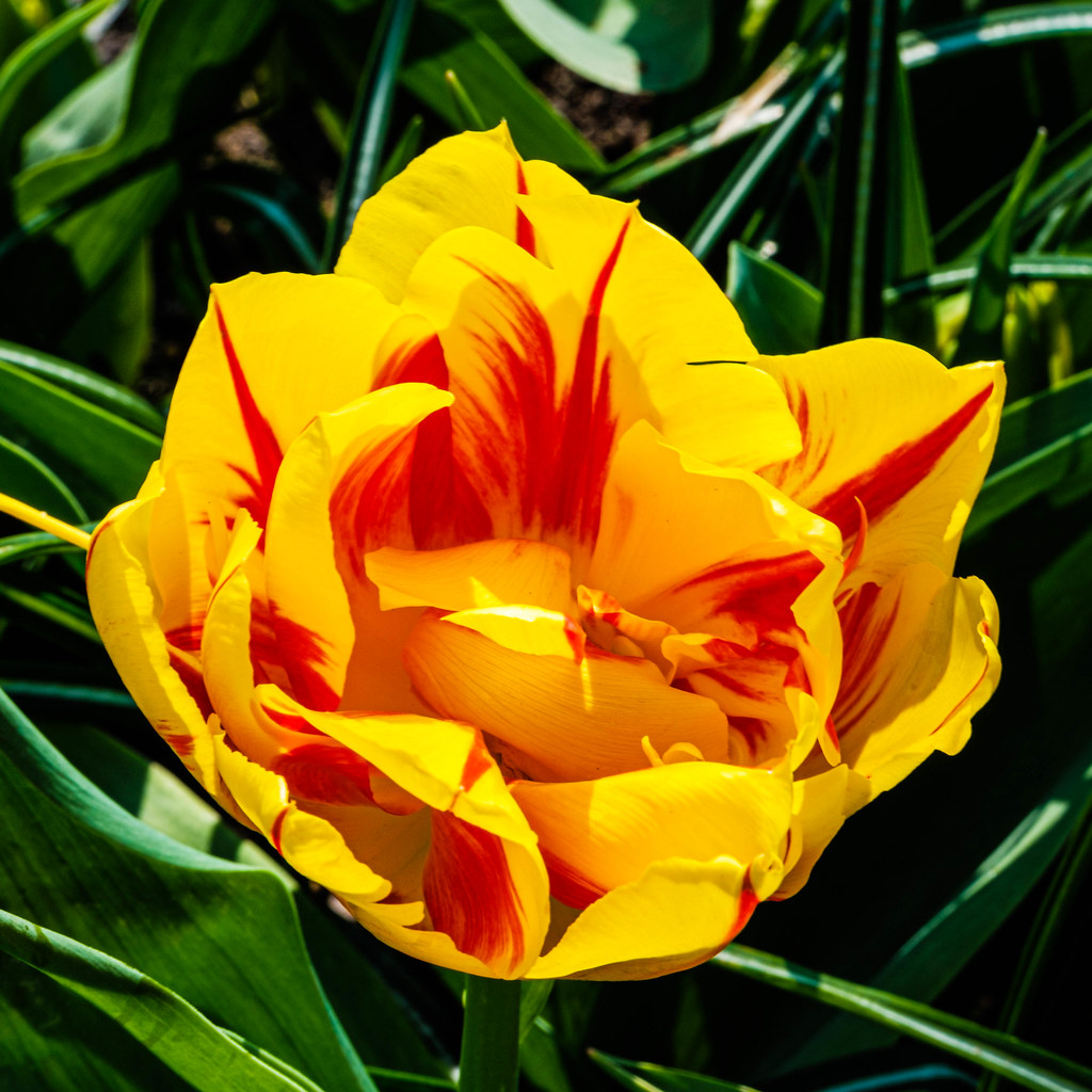 Flower Power Spring is in the air. André MeyerVitali Flickr