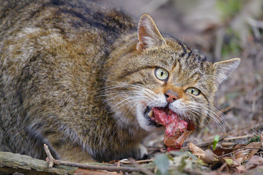 Funny wildcat eating meat a photo on Flickriver