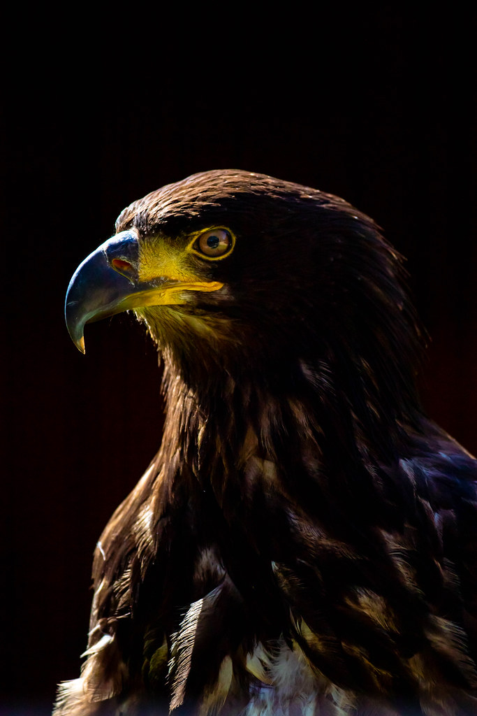 Eagle Hawk Conservancy Trust Gary Kinghorn Flickr