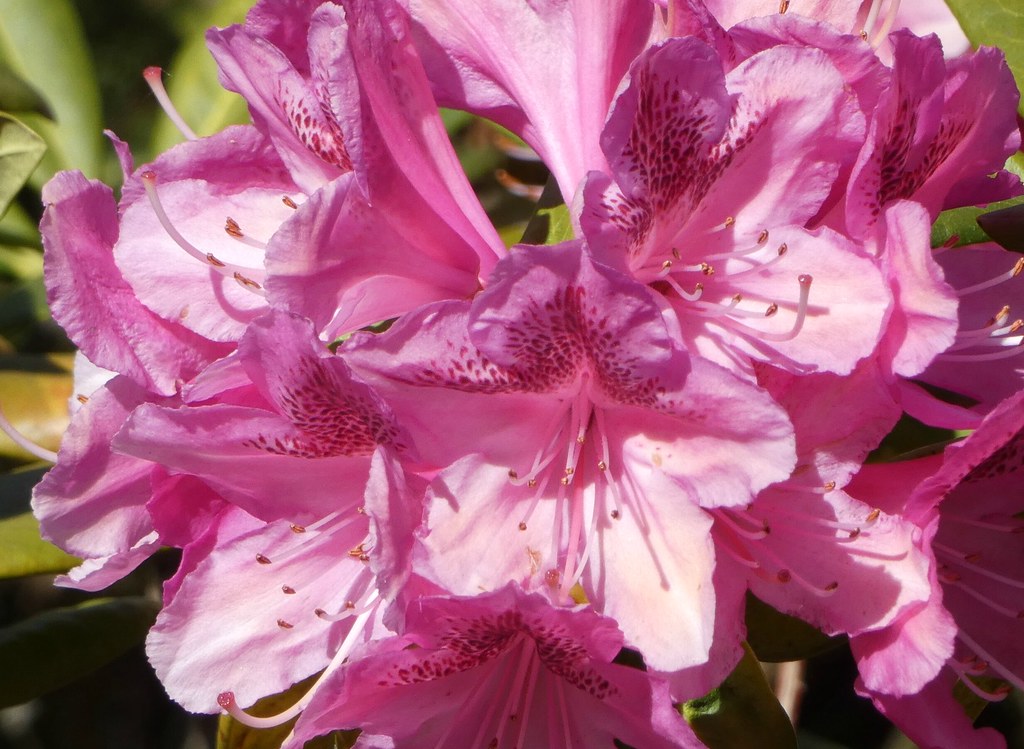 Rhododendron Belgium. Brussels. The Florists’ Gardens are … Flickr
