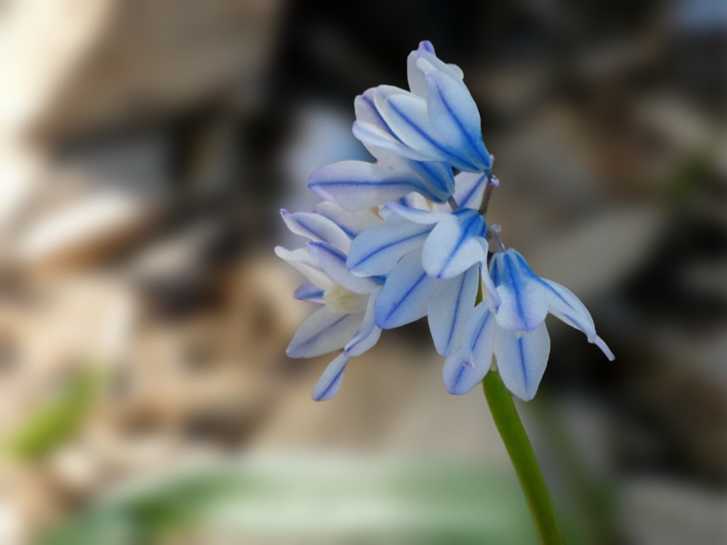 Scilla Belgium. Brussels. The Florists’ Gardens are certai… Flickr