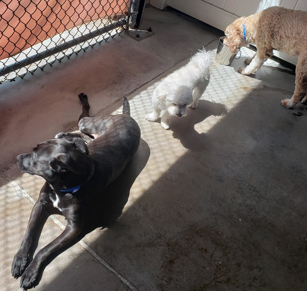 unnamed (36) Dr. Boyd's Irvine Flickr