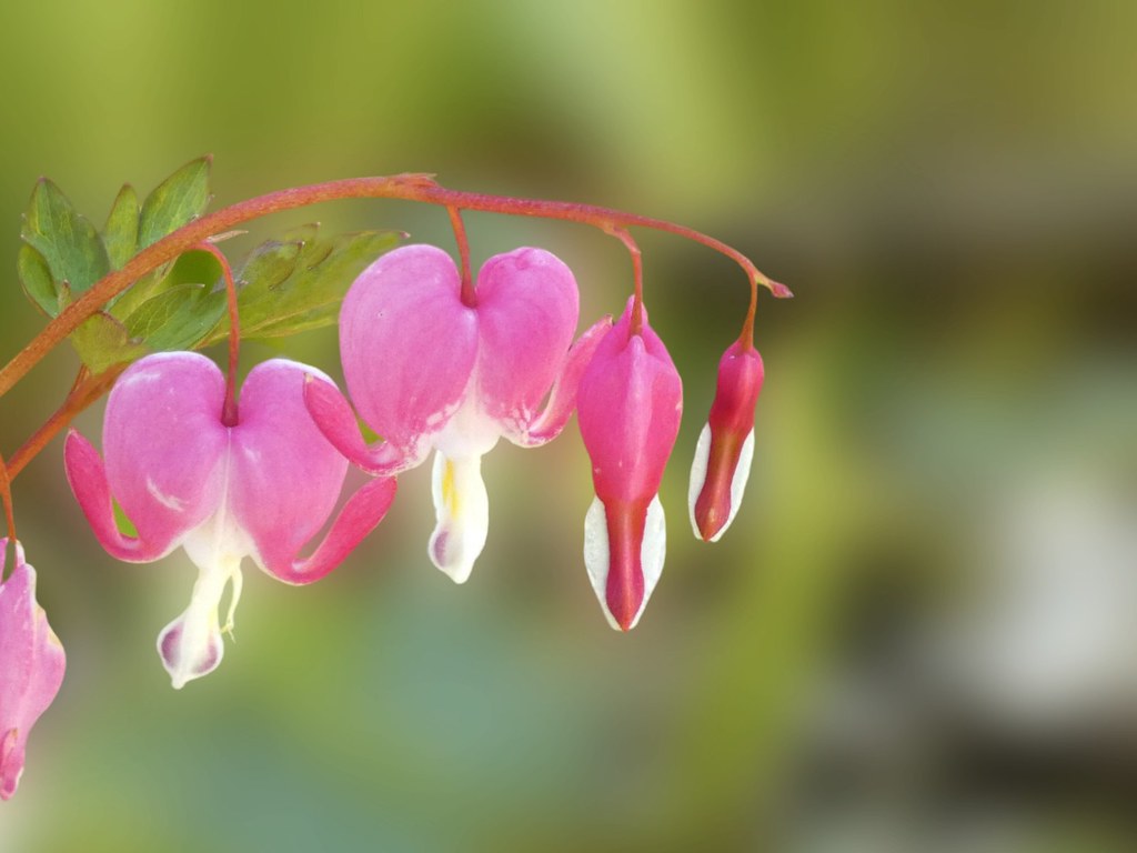 Hearts Belgium. Brussels. The Florists’ Gardens are certai… Flickr