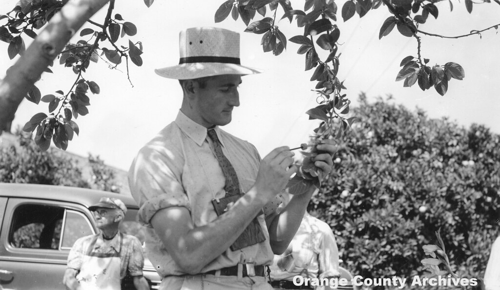 Hand pollination of cherimoya flowers, Yorba Linda, 1941 Flickr