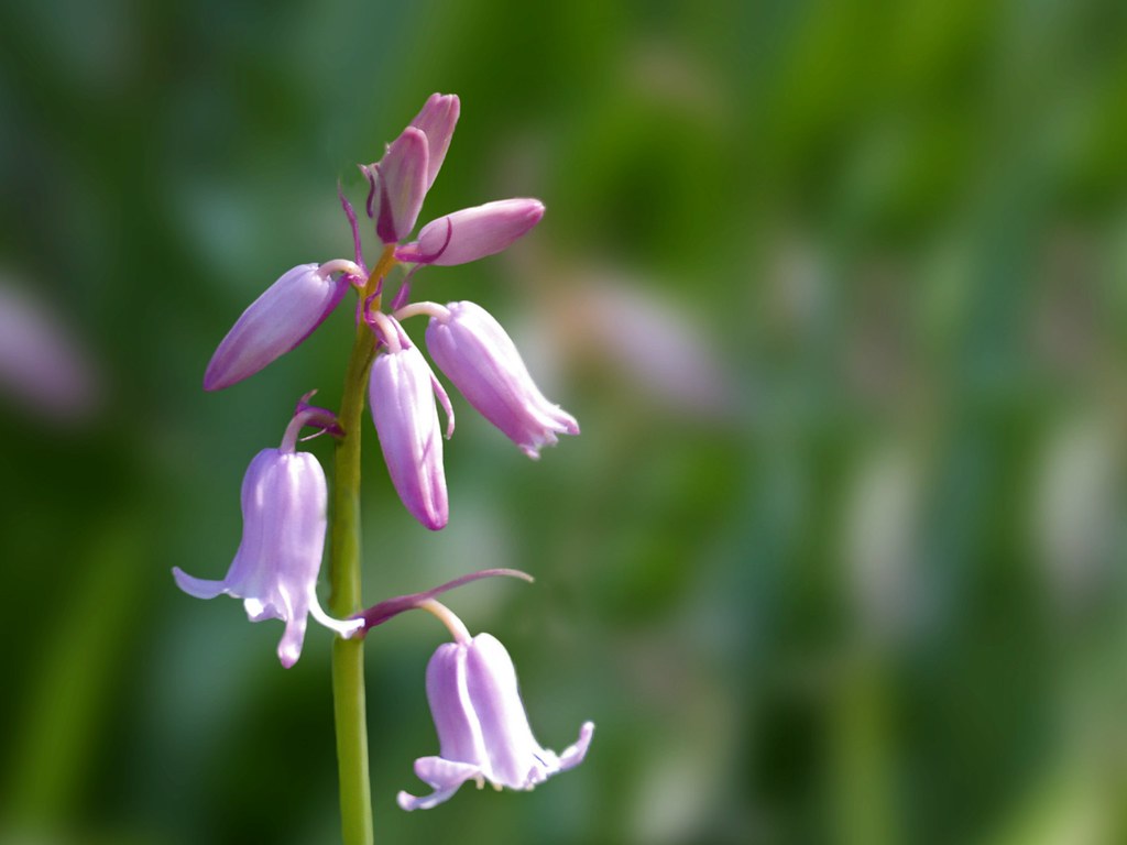 pink bluebell Belgium. Brussels. The Florists’ Gardens are… Flickr